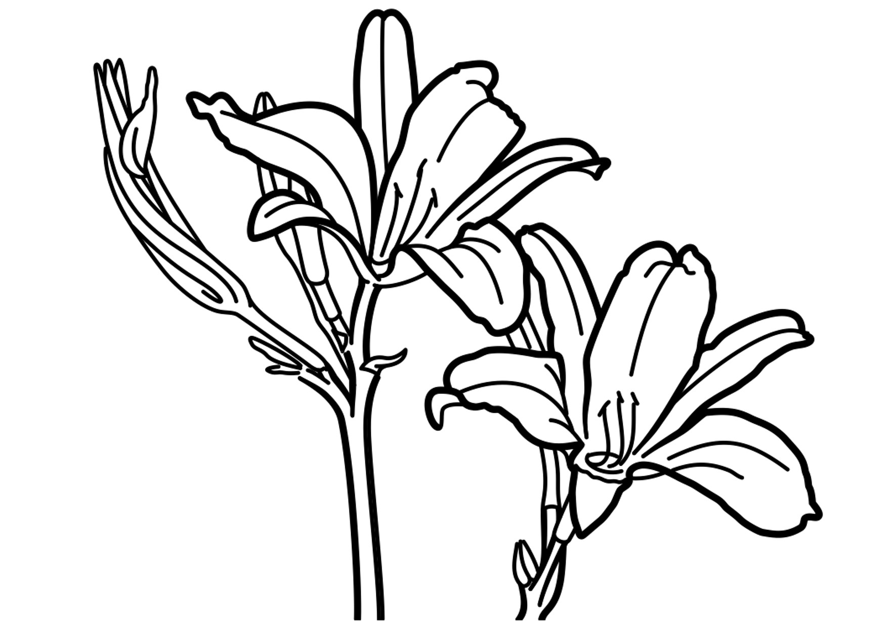 Consider the Lilies - Vector drawing formatted for engraving