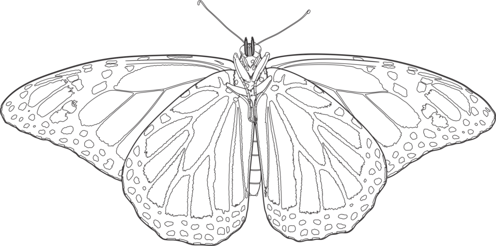 Underside-Monarch Butterfly - Vector drawing formatted for engraving